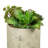 8'' Faux Succulent Plant
