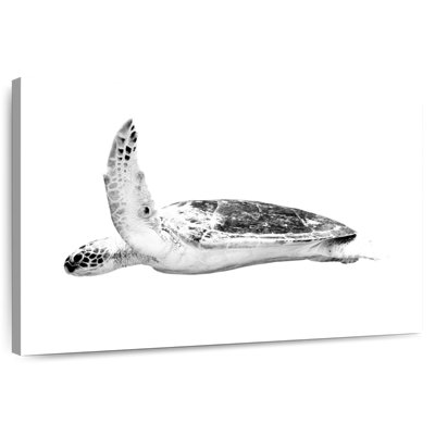 Noble Hawksbill Turtle