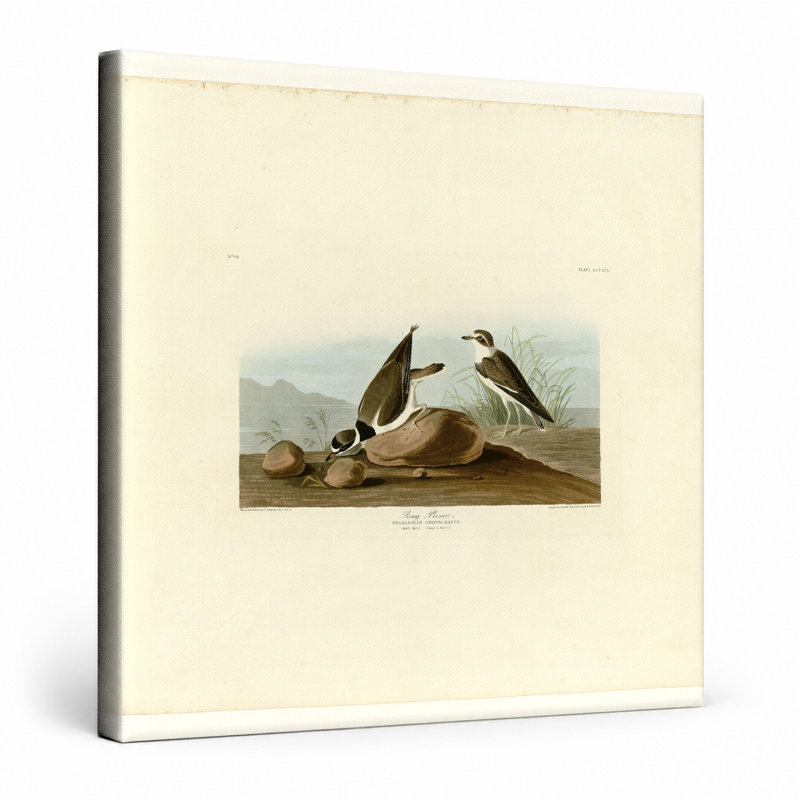Ring Plover (plaque 330) - art mural carré sur toile, 12" W x 12" H