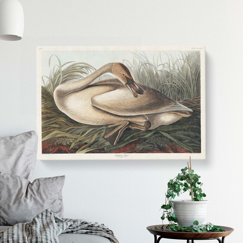 A Trumpeter Swan - Wrapped Canvas Painting, 50cm H x 76cm W x 3cm D