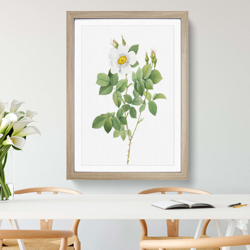 Twin-Flowered White Rose by Pierre-Joseph Redoute - Picture Frame Painting Print, Oak Framed, 36cm H x 27cm W x 2cm D