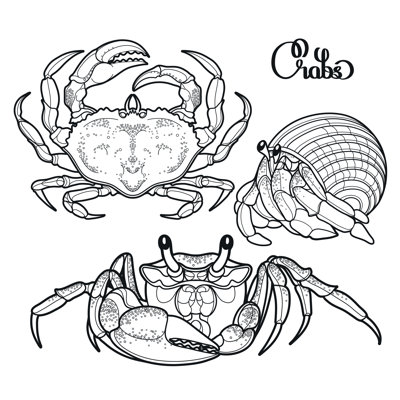 Graphic Crab Collection - Wrapped Canvas Print