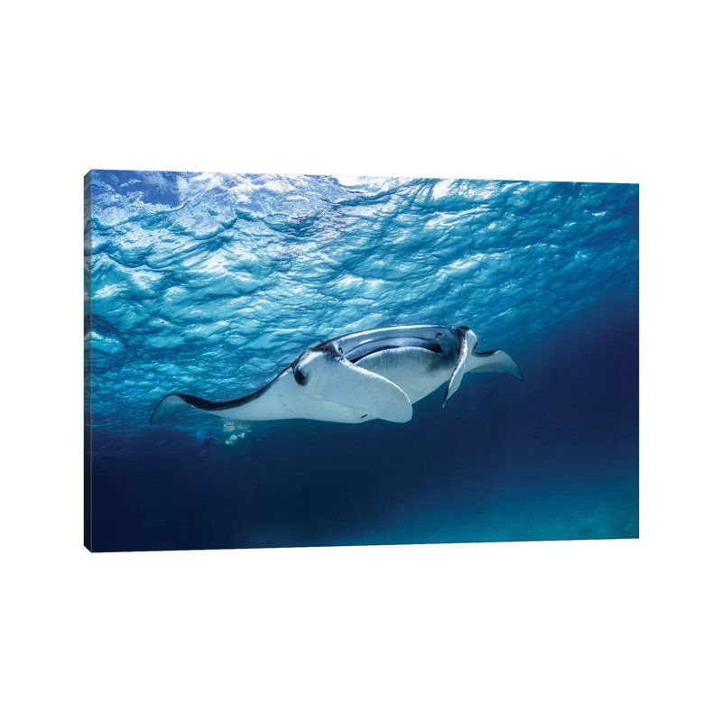 Manta Ray by Barathieu Gabriel - Wrapped Canvas Gallery-Wrapped Canvas Giclée, 20.32 cm H x 30.48 cm W