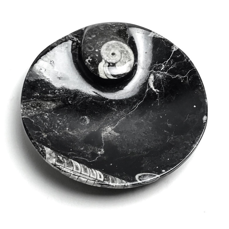 Polished Ammonite and Orthoceras Fossil Plate (Small)