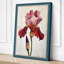 Iris in Rose Botanical - Wrapped Canvas-3448080-3448165