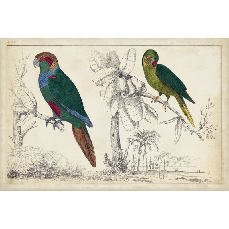 Parrot Pair I - Painting, 20 cm H x 30 cm W, Black Floater Framed