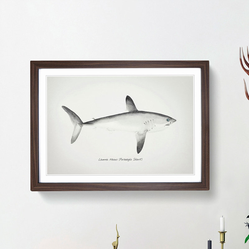 Illustration of a Porbeagle Shark by F.E. Clarke - Picture Frame Painting Print, Walnut Framed, 48cm H x 65cm W x 2cm D