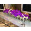 Orchid Floral Arrangement in Planter-1156158567