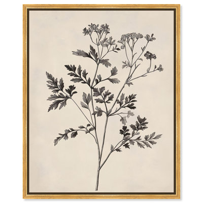 «Aniseed Anatomy I», art floral délicat par Art Remedy