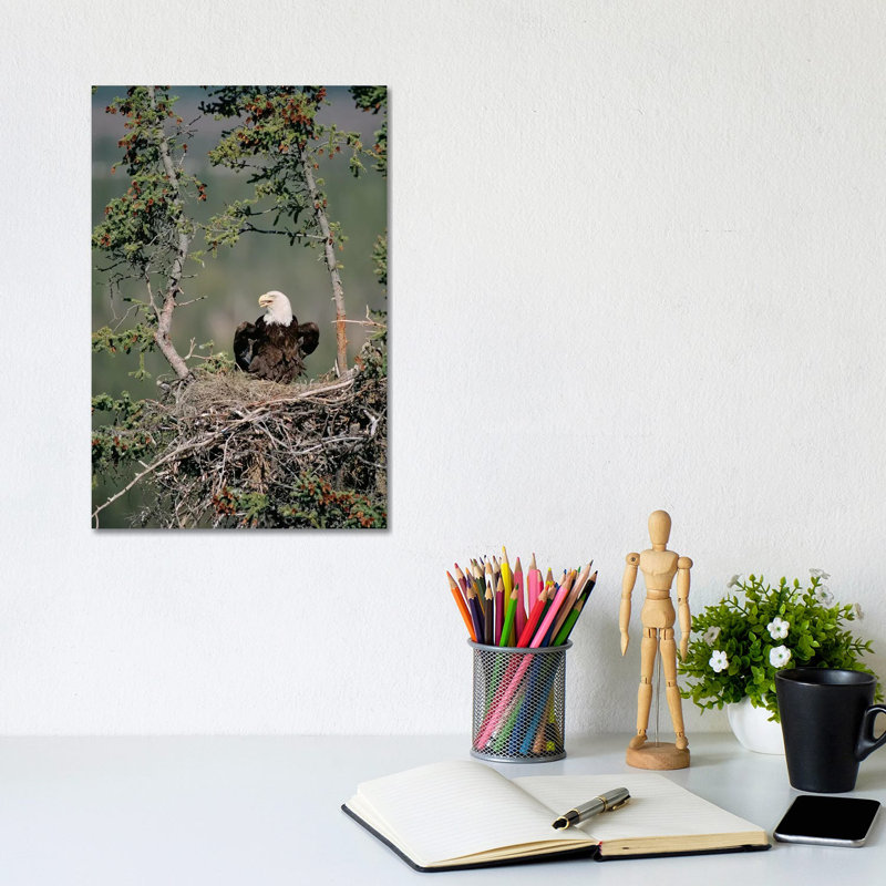 Bald Eagle Calling On Nest, Alaska by Michael Quinton - Wrapped Canvas Gallery-Wrapped Canvas Giclée, 20.32 cm H x 30.48 cm W