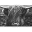 Portrait monochrome - Highland Cow - Toile encadrée, décoration intérieure