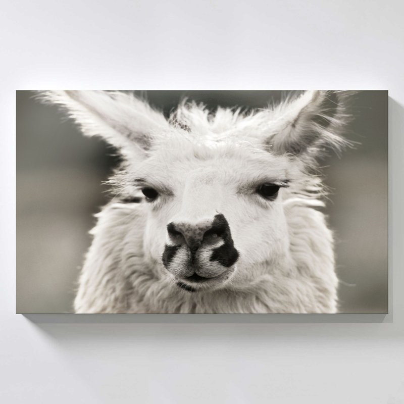 "Let's Chat" par Danita Delimont, reproduction sur toile, H 24 po x l 40 po x P 1,5 po