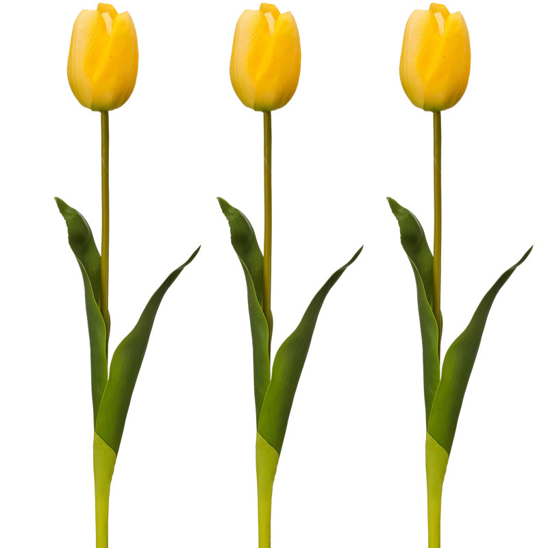 Tulipe Holland 23 "Just Cut, Jaune