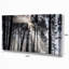 «Sunbeam Through Black White Forest», photographie-35125685-35125691