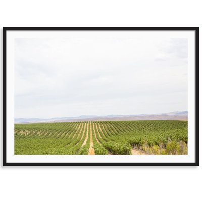 Napa Vines Print by Carly Tabak