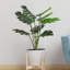 Faux Monstera Plant in Pot-1840779959-1840779956