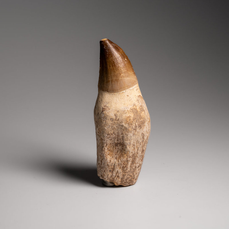 Genuine Mosasaur Tooth With Root From Morocco (133.9 Grams)