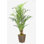 Faux Kentia Palm Tree in Solid Wood Basket