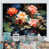 White Floater Framed