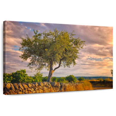 Harnek Zamora Spain Olive Tree