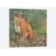 « cougar assis », impression sur toile-33109281-72406181-72406186