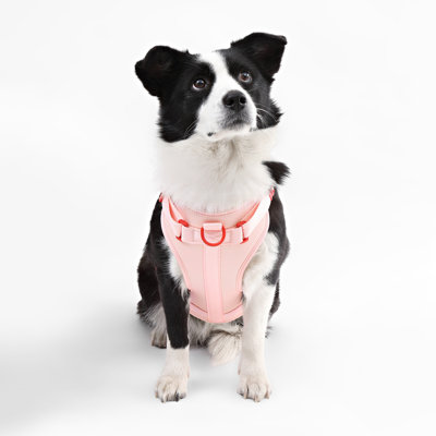 Harnais pour animal de compagnie Arlo