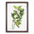Walnut Framed