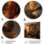 Golden Lion royal, portrait africain III - décoration murale animal lion-1642793171