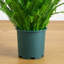 UV Resistant Artificial Boston Fern Plant With Real Touch Leaves (Indoor/Outdoor)-583265191