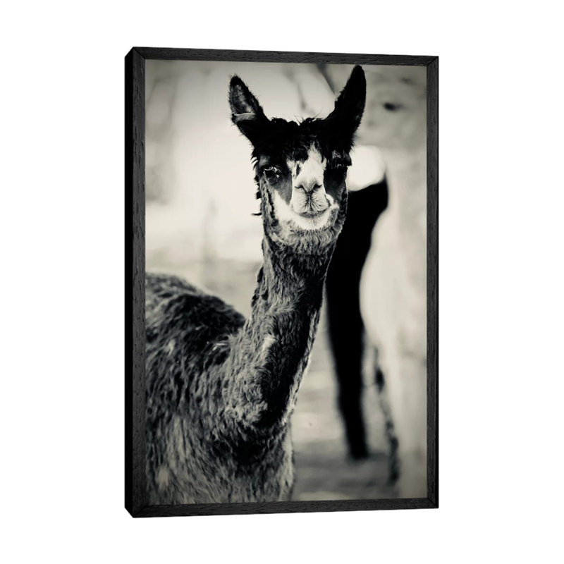 Happy Alpaca In Black And White by Susan Vizvary - Gallery-Wrapped Canvas Giclée on Canvas, Black Framed