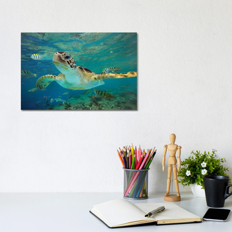 Green Sea Turtle, Balicasag Island, Philippines Ii by Tim Fitzharris - Wrapped Canvas Print, 20.32 cm H x 30.48 cm W