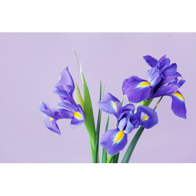 Spring Iris Flowers - Wrapped Canvas Print