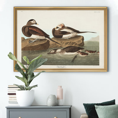 " Long Tailed Duck "