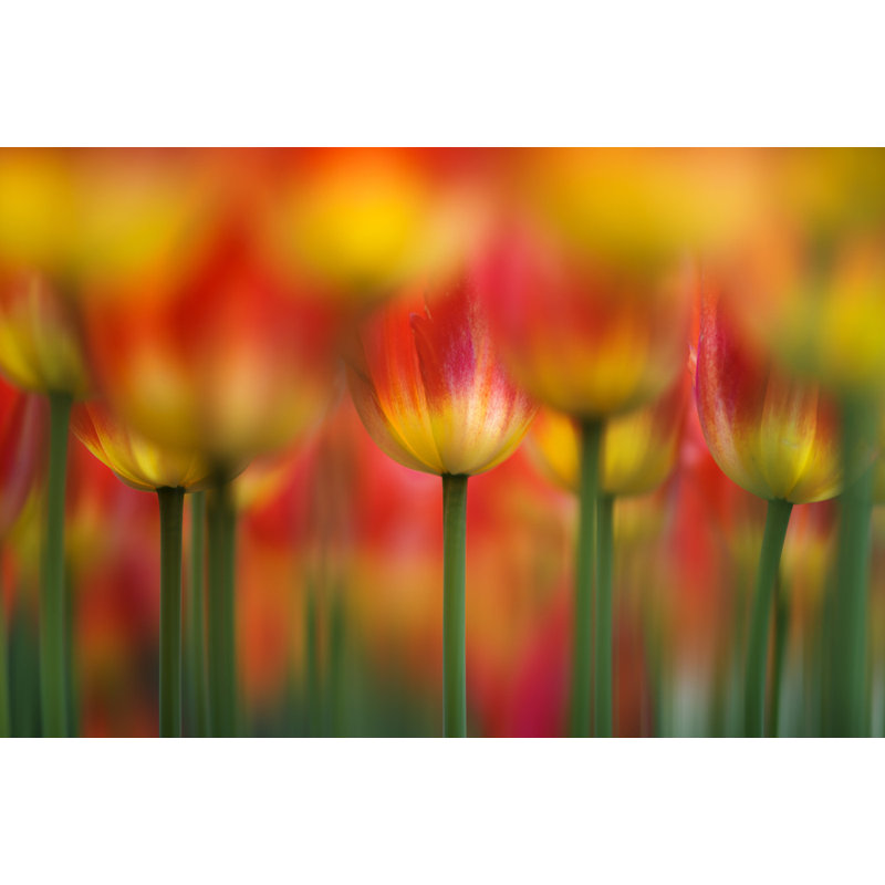 Wrapped Canvas Print, 60.96 cm H x 91.44 cm W