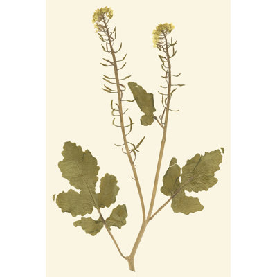 Pressed Botanical I by Vision Studio - Wrapped Canvas Painting