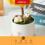 Centre de table Mossever en pot-1970813645
