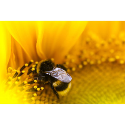 Bumblebee - Wrapped Canvas Print