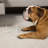 Simple Solid Dog Bowl Stand (Stand Only)-71422737-74715235