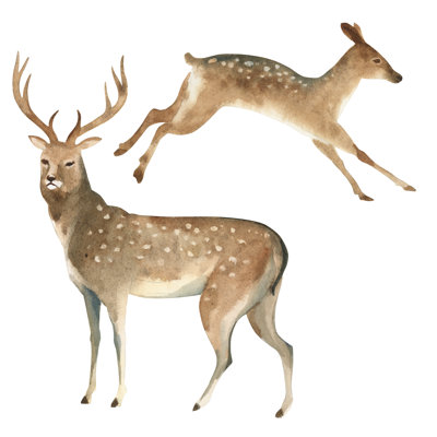Female Deer - Wrapped Canvas Print