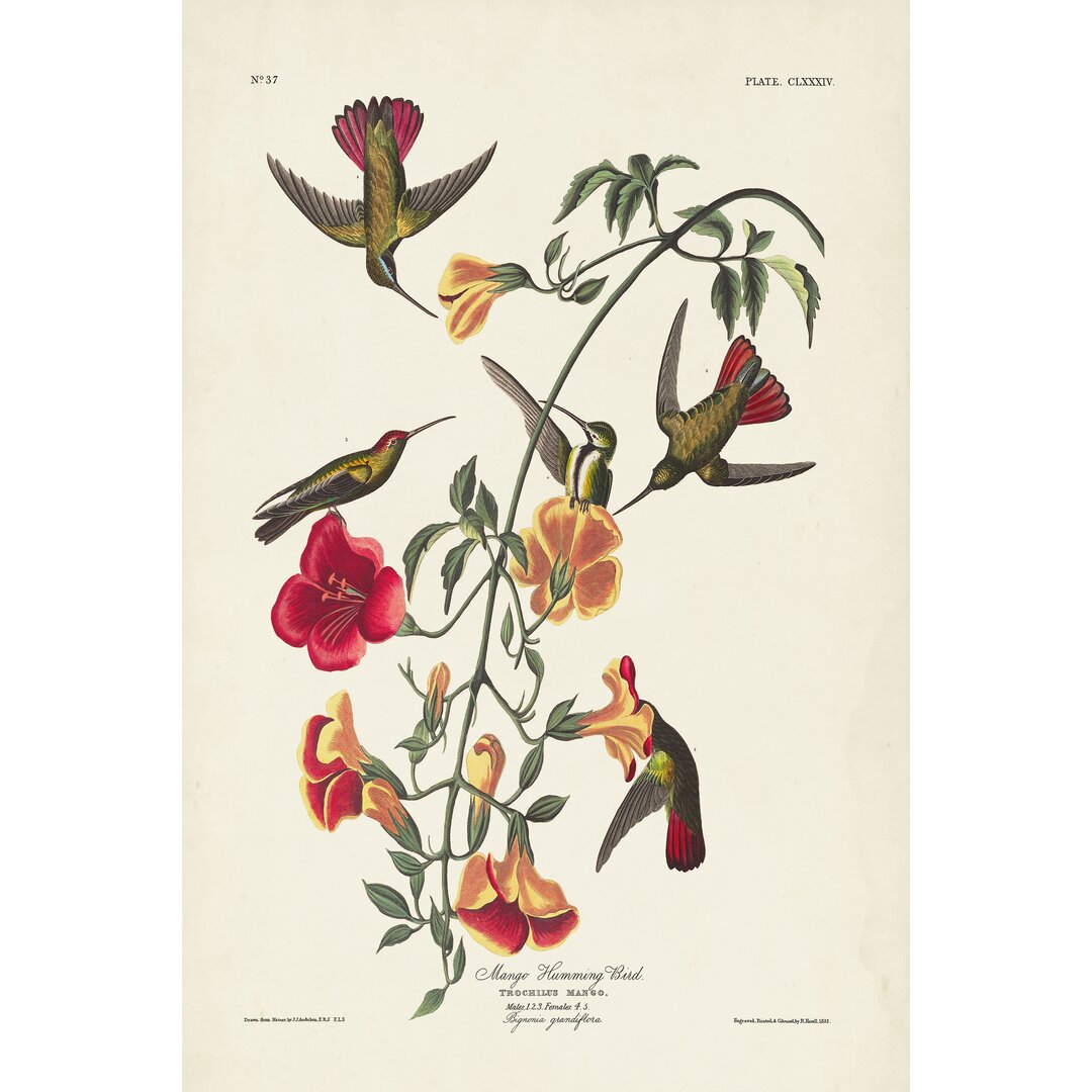 Leinwandbild Pl 184 Mango Hummingbird von John Audubon