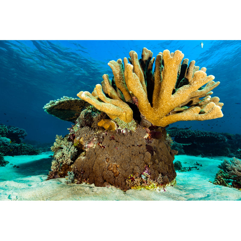 Pristine Hard by Ifish - Wrapped Canvas Print, 51cm H x 76cm W