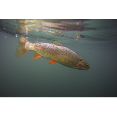 Cutthroat Trout in Clear Blue Water by Photographer3431