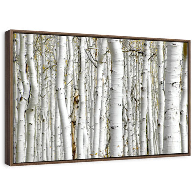 Birch Wood
