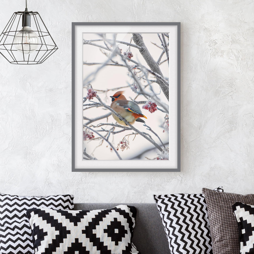 Gerahmter Fotodruck Bohemian Waxwing im Baum