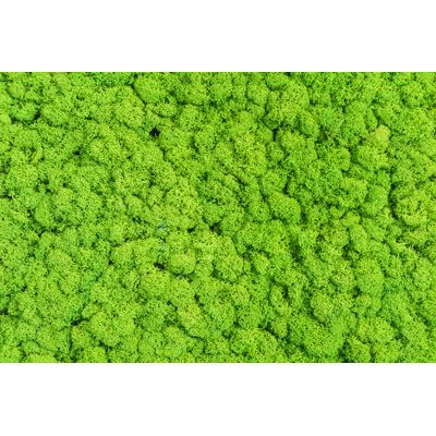 " Moss Background " by Onlysmk