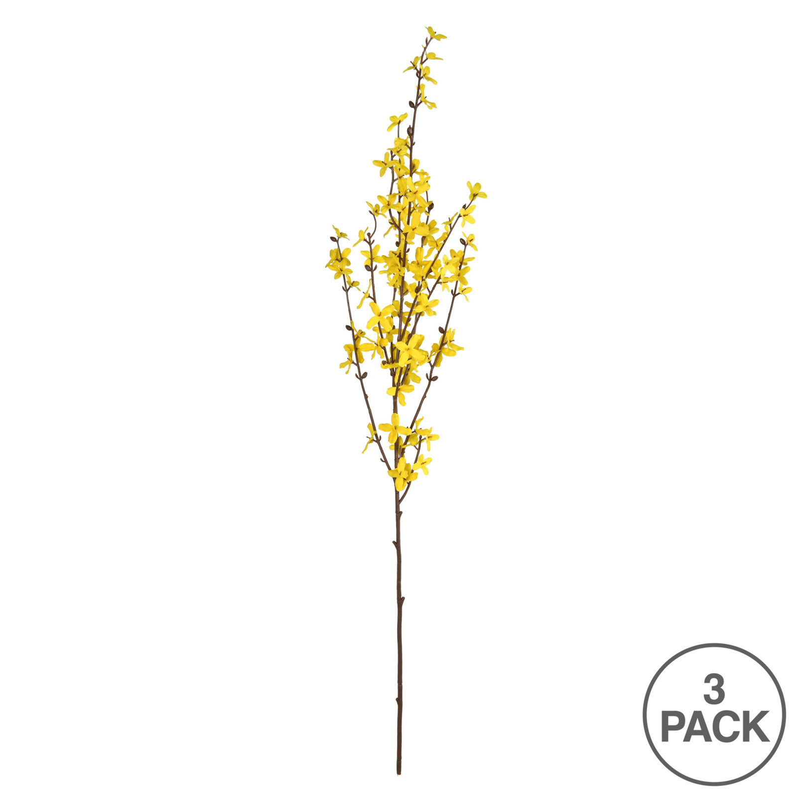 Forsythia Floral Stems
