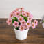 7 po Marguerite artificielle en pot blanc - ensemble de 3-277792313