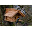 Amarrion Mounted Bird House
