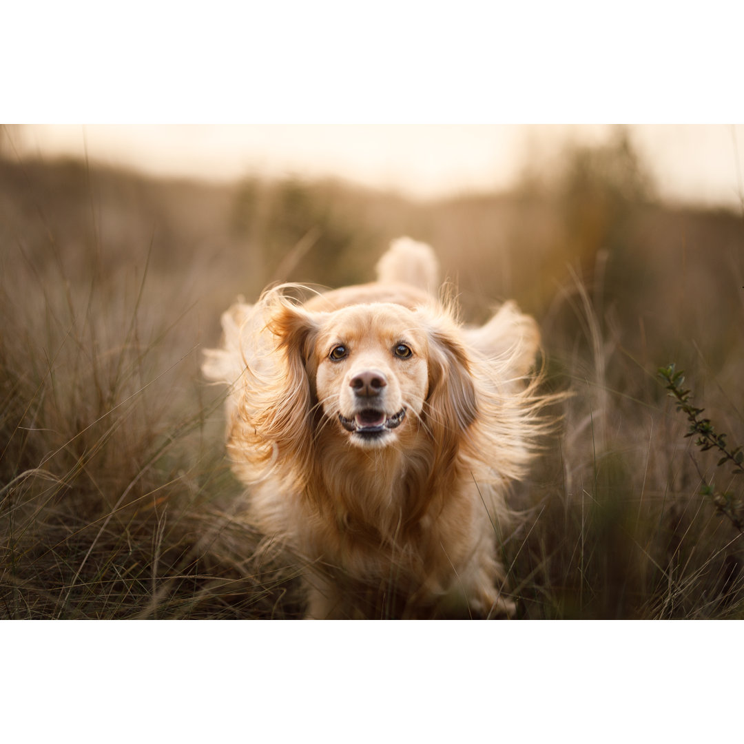 Schöner Hund von Capuski - Druck