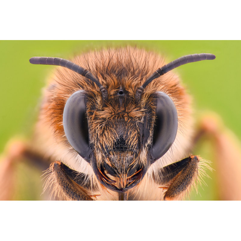 Honey Bee - Wrapped Canvas Print, 81cm H x 122cm W x 3.8cm D